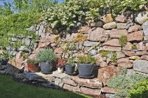 Rostliny v nádobách oživují mohutnou kamennou zeď