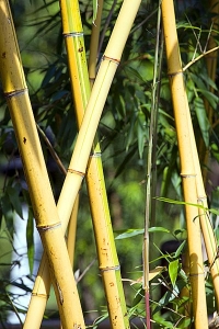 Detail stromového bambusu. V našich podmínkách dorůstá výšky 8 až 10 m a vytváří stébla do průměru 6 cm
