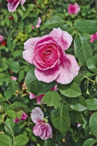 Popínavá růže je favoritkou mezi šplhavými rostlinami