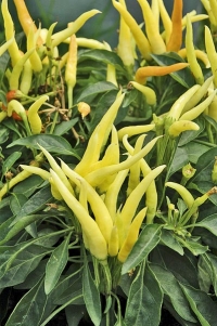 Pravou ozdobou je okrasná odrůda papriky roční (C. annuum) ‘Medusa‘