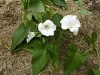 Opletník plotní (Calystegia sepium)