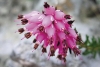 Vřesovec pleťový kvete časně z jara, za příznivého počasí ale rozkvete i v zimě na sněhové pokrývce.