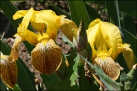 Iris ´honorible´