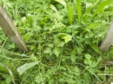 Malá meruňka klubající se z trávy v „divoké školce“. Můžete ji nechat svému osudu, nebo kolem mulčovat posekanou trávou a život jí trochu zpříjemnit.
