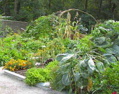 Druhově pestrá zeleninová zahrada s oporami pro popínavé druhy a podpůrnými kvetoucími rostlinami. Ohnuté plechové okraje záhonů slouží jako ochrana proti slimákům (foto Tulln).