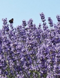 Levandule (Lavandula angustifolia) je sice doma v teplej&scaron;&iacute;ch č&aacute;stech Evropy, ale &quot;d&iacute;ky&quot; glob&aacute;ln&iacute;mu oteplov&aacute;n&iacute; se j&iacute; zal&iacute;bilo už i u n&aacute;s