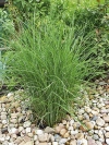 Ozdobnice č&iacute;nsk&aacute; (Miscanthus sinensis) &acute;Gracillimus&acute; je osvědčen&aacute; tr&aacute;va vět&scaron;&iacute;ch rozměrů, kter&aacute; je atraktivn&iacute; po cel&eacute; vegetačn&iacute; obdob&iacute;