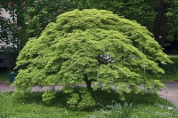 Javor - &acute;Acer palmatum&acute;