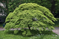 Javor - &acute;Acer palmatum&acute;