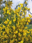 Čilimn&iacute;k (Cytisus)