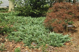 Jalovec (Juniperus horizontalis)