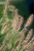 Klasy vousatce (Pennisetum) připom&iacute;naj&iacute; kart&aacute;čky na či&scaron;těn&iacute; lahv&iacute;