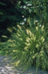 Vousatec (Pennisetum) je odoln&aacute; nen&aacute;ročn&aacute; travina s velk&yacute;m okrasn&yacute;m &uacute;činkem. Ozdobn&eacute; klasy vydrž&iacute; na rostlině až do zimy