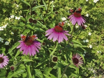 Echinacea l&aacute;k&aacute; mot&yacute;ly