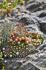 Alpinium zdob&iacute; něžně se tv&aacute;ř&iacute;c&iacute; netřesky. V&scaron;echny kameny se musely dov&eacute;zt z nedalek&eacute;ho okol&iacute;