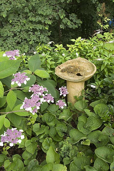 De&scaron;ťovky zdob&iacute; hortenzie drsn&aacute; (Hydrangea aspera)