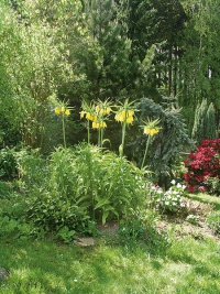 Skalku os&aacute;zenou jehličnany přehl&iacute;ž&iacute; tis červen&yacute; &acute;Aurea&acute;(Taxus baccata)