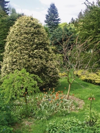 Střihan&yacute; smrk v&yacute;chodn&iacute; &acute;Aurea&acute;(Picea orientalis), jedli Abies concolor a čimi&scaron;n&iacute;k stromovit&yacute; &acute;Pendula&acute;(Caragana arborescens) osvěžuj&iacute; tulip&aacute;ny (Tulipa orphanidea)