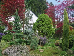 Zeleň jehličnanů - je zde jedlovec (Tsuga), borovice, jedle a smrk - doplňuje tmavě fialov&yacute; Rhododendron russatum a b&iacute;le kvetouc&iacute; vřesovec pleťov&yacute; (Erica carnea)