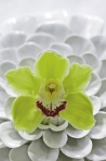 Květ orchideje Cymbidium
