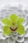 Květ orchideje Cymbidium Květ orchideje Cymbidium