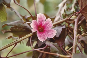 Hibiscus acetosella patř&iacute; mezi &quot;čajov&eacute;&quot; ibi&scaron;ky. Pěstov&aacute;n&iacute; je snadn&eacute;, stejn&eacute; jako u klasick&eacute;ho Hibiscus rosa-sinensis. Velmi dobře sn&aacute;&scaron;&iacute; su&scaron;&scaron;&iacute; vzduch bytů, v l&eacute;tě mu prospěje pobyt na zahradě