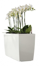 Phalaenopsis, cena od 425 Kč, květin&aacute;č Cararo, 75 x 30 x 43 cm, cena 3 940 Kč, FLOREN