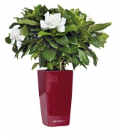 Gardenia augusta, cena od 185 Kč, květin&aacute;č Maxi cubi, 14 x 14 x 26 cm, cena 570 Kč