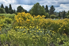 Záhonu vévodí nejvyšší trs janeby (Heliopsis helianthoides) a vytrvalý záplevák (Helenium)