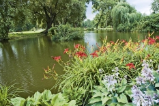 Mohutné trsy denivek (Hemerocallis) se velmi dobře hodí do přírodních partií zahrad a parků