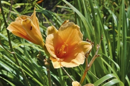 Denivky ´Toyland´ (Hemerocallis x hybrid) patří k drobnokvětým kultivarům
