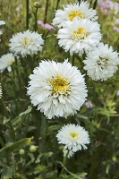 Kopretina největší (Leucanthemum maximum), odrůda ´Sněhurka´, chlouba českých šlechtitelů