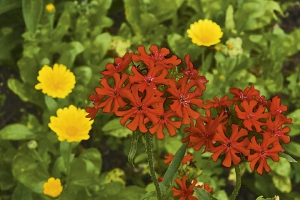 Snad nejčervenější květy má kohoutek plamenný (Lychnis chalcedonica)