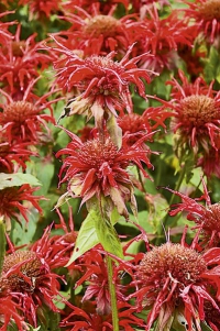 Jasně červené květy nenáročné zavinutky ´Cambridge Scarlet´ (Monarda didyma)