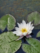 K nejpůsobivějším vodním rostlinám patří leknín. Můžete si jej dopřát i v přírodním bazénu