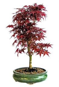 Javor dlanitolistý (Acer palmatum) má listy různých tvarů a velikostí v odstínech zelené a fialové, které se na podzim zbarví od světle žluté přes zářivě žlutou, oranžovou, červenou a rudou až po purpurově fialovou