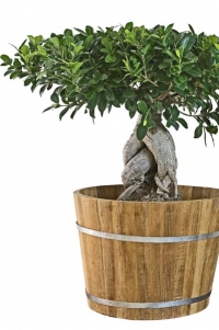 Ficus microcarpa je jedním z mnoha fíkusů, které se pěstují jako bonsaje, a je oblíbeným především pro robustní stavbu a výrazný tvar