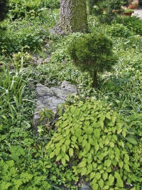 Jedno z romantických míst se smrkem indickým (Picea smithiana), před nímž se &quot;sklánějí&quot; škornice (Epimedium) a kvetoucí čemeřice (Helleborus)