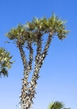 Východoafrická palma Hyphaene thebaica patří k nejzvláštnějším palmám světa, její kmen se větví do deštníkovité koruny