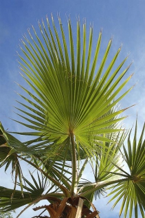 List palmy washingtonia. Vlákna z této palmy používaly původní indiánské kmeny v Kalifornii