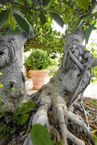 Detail kmene bonsaje (Ficus retusa)