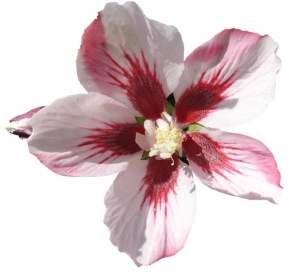 Hibiscus syriacus