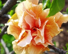 Hibiscus rosa-sinensis, kultivar Crown Bohemia, sbírky Aleny Jarošové, cena 95 Kč, ZAHRADA DAFRAL