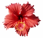 Hibiscus rosa-sinensis, kultivar Brasilia, sbírky Aleny Jarošové, 95 Kč, ZAHRADA DAFRAL