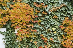 Barevný porost stálezeleného břečťanu (Hedera helix) a žloutnoucího přísavníku (Parthenocissus)