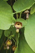 Podražec velkolistý (Aristolochia macrophylla) je mohutnou liánou dorůstající výšky 8 až 10 m. Pochází ze Severní Ameriky (z Pensylvánie) a potřebuje spíše vlhčí a těžší půdu a přistínění. Ideální na severně a východně orientované zdi