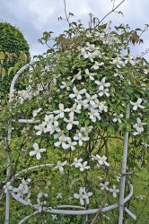 Plamének (Clematis montana ´Alexander´) patří mezi velkokvěté a dobře rostoucí odrůdy