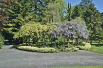 Vistárie čínská (Wisteria chinensis) patří k nejkrásnějším popínavým rostlinám, ale pozor, je celá jedovatá