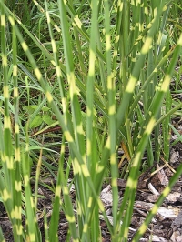 Nápadný jasně zelený Miscanthus sinensis ´Zebrinus´ opravdu připomíná proužkováním zebru