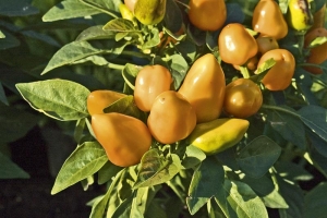 Jedlé okrasné kultivary papriky roční. Podobné druhy rodu Solanum mohou být jedovaté